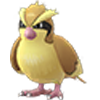 Pidgey